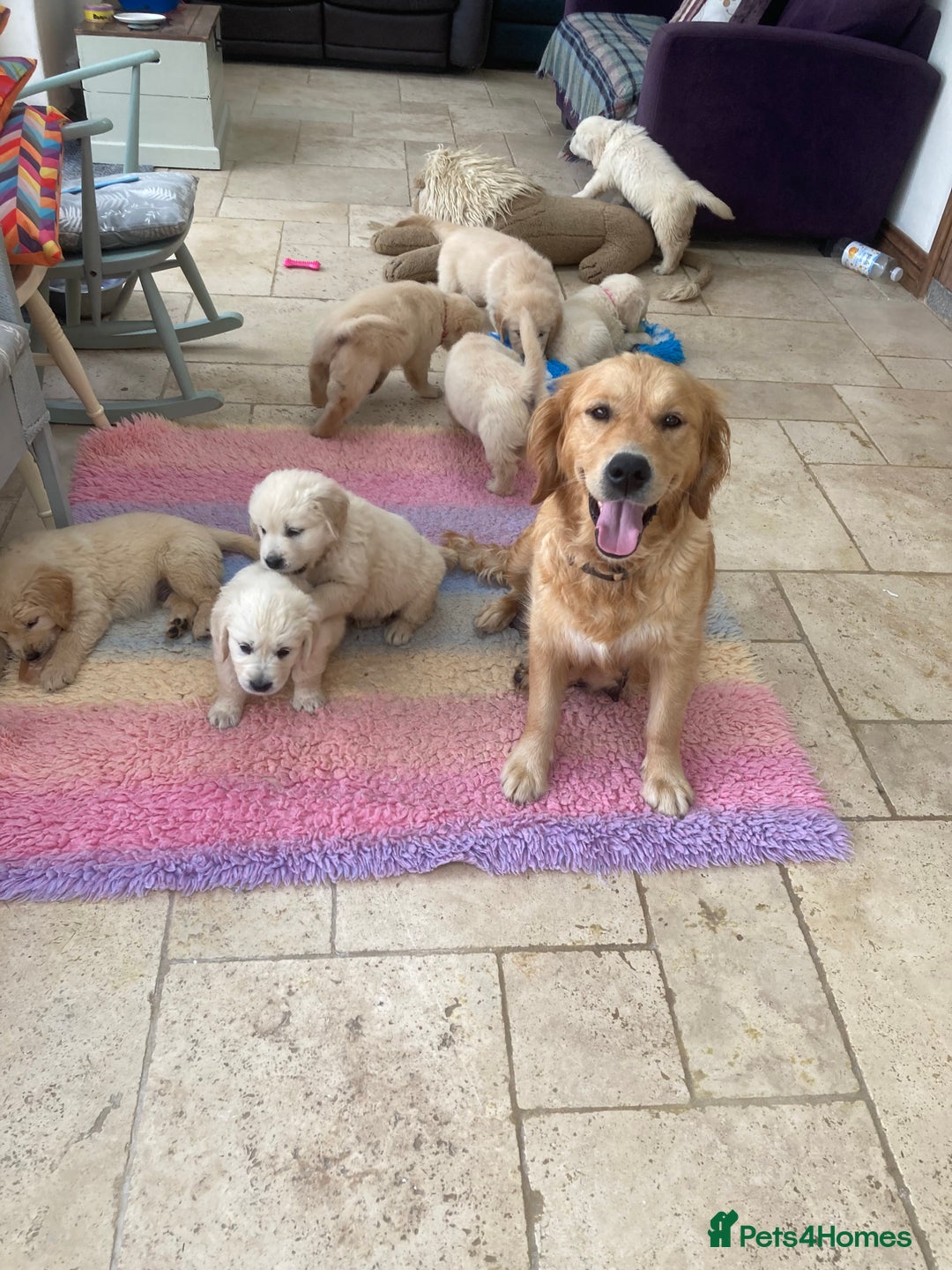 Golden Retriever dogs for sale: K. C stunning Puppies  - Image 14