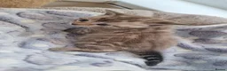 Bengal cats for sale: STUNNING LITTER OF TICA MINK BENGAL KITTENS.  - Advert 12