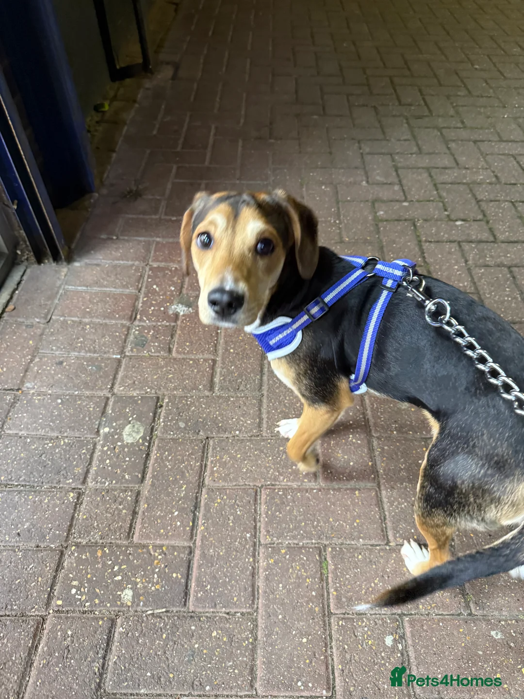 Mixed Breed dogs for sale: Jack Russell / spaniel mix  - Advert 7