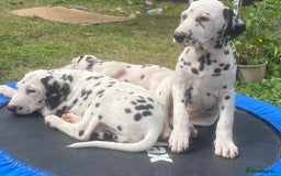 Dalmatian dogs for sale: Dalmatian Puppies (pure bred) - Image 18