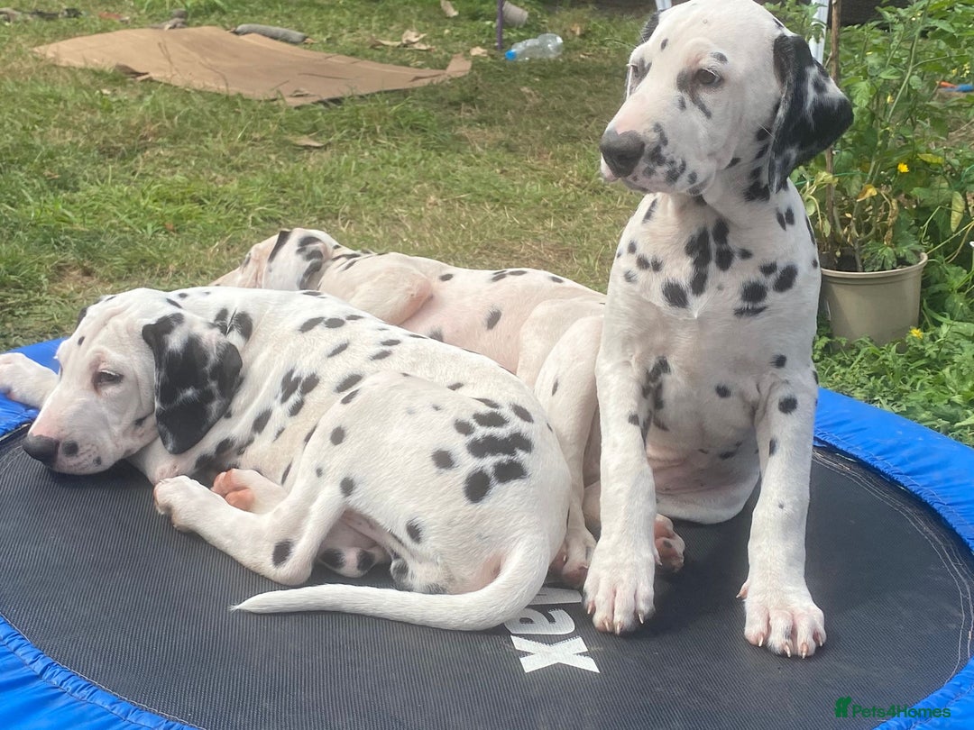 Dalmatian dogs for sale: Dalmatian Puppies (pure bred) - Image 18
