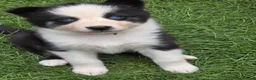 Siberian Husky dogs for sale: Yakutian Laika puppies  - Advert 6