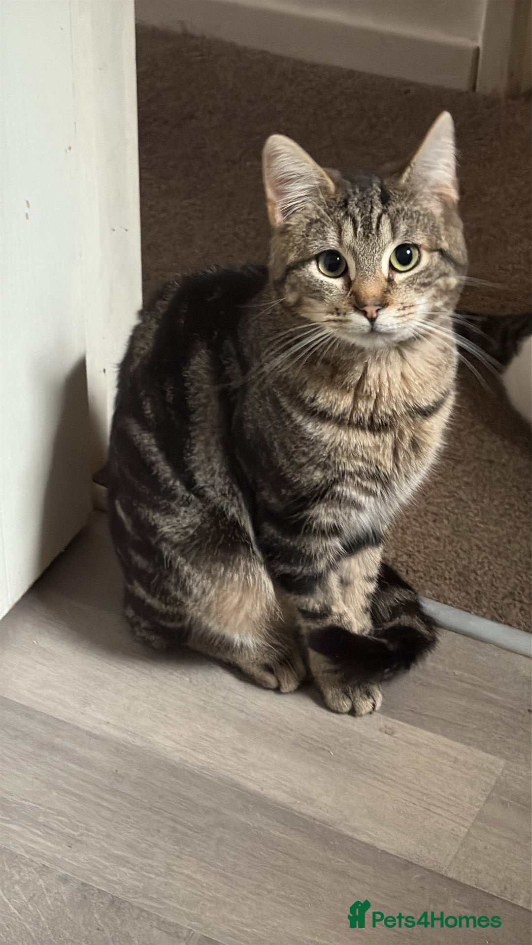 Domestic Shorthair cats Tabby rescue kittens 🥰🧡 - Advert 1