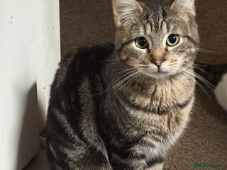 Domestic Shorthair cats Tabby rescue kittens 🥰🧡 - Advert 22