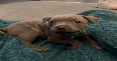 Staffordshire Bull Terrier dogs Staffordshire Bull Terrier  - Advert 4