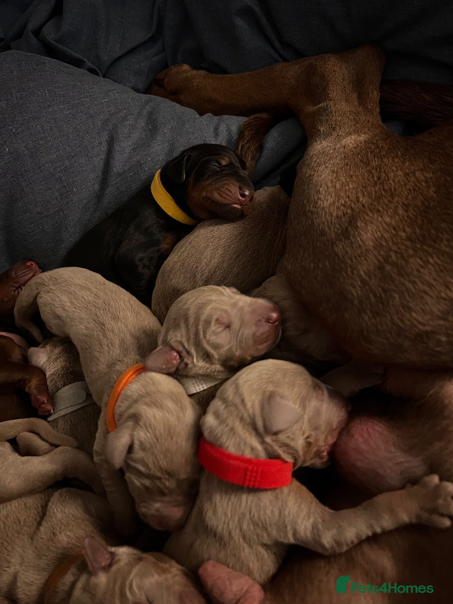 Dobermann dogs Beautiful KC Registered Puppies - Advert 2
