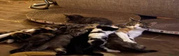 Mixed Breed cats for sale: 7 lovely kittens - Advert 1