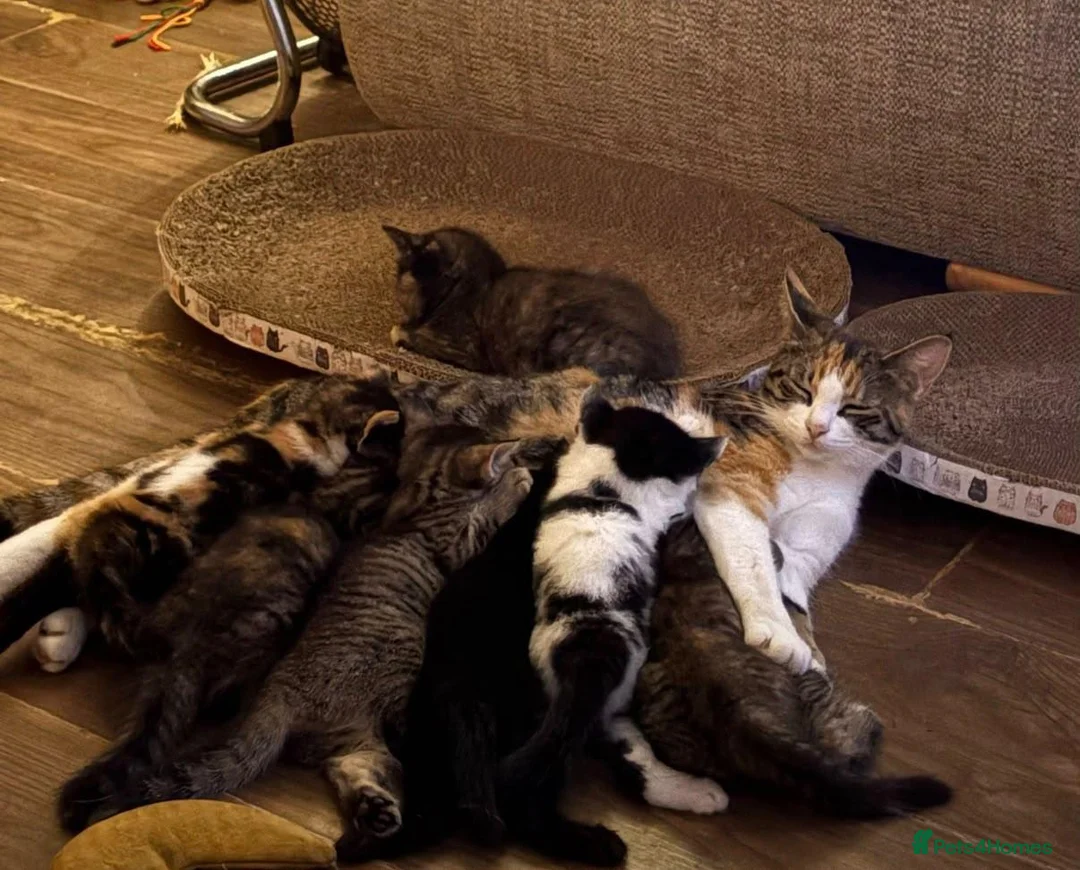 Mixed Breed cats for sale: 7 lovely kittens - Advert 1