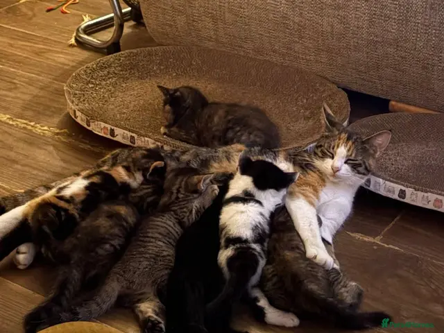 Mixed Breed cats for sale: 7 lovely kittens - Advert 1