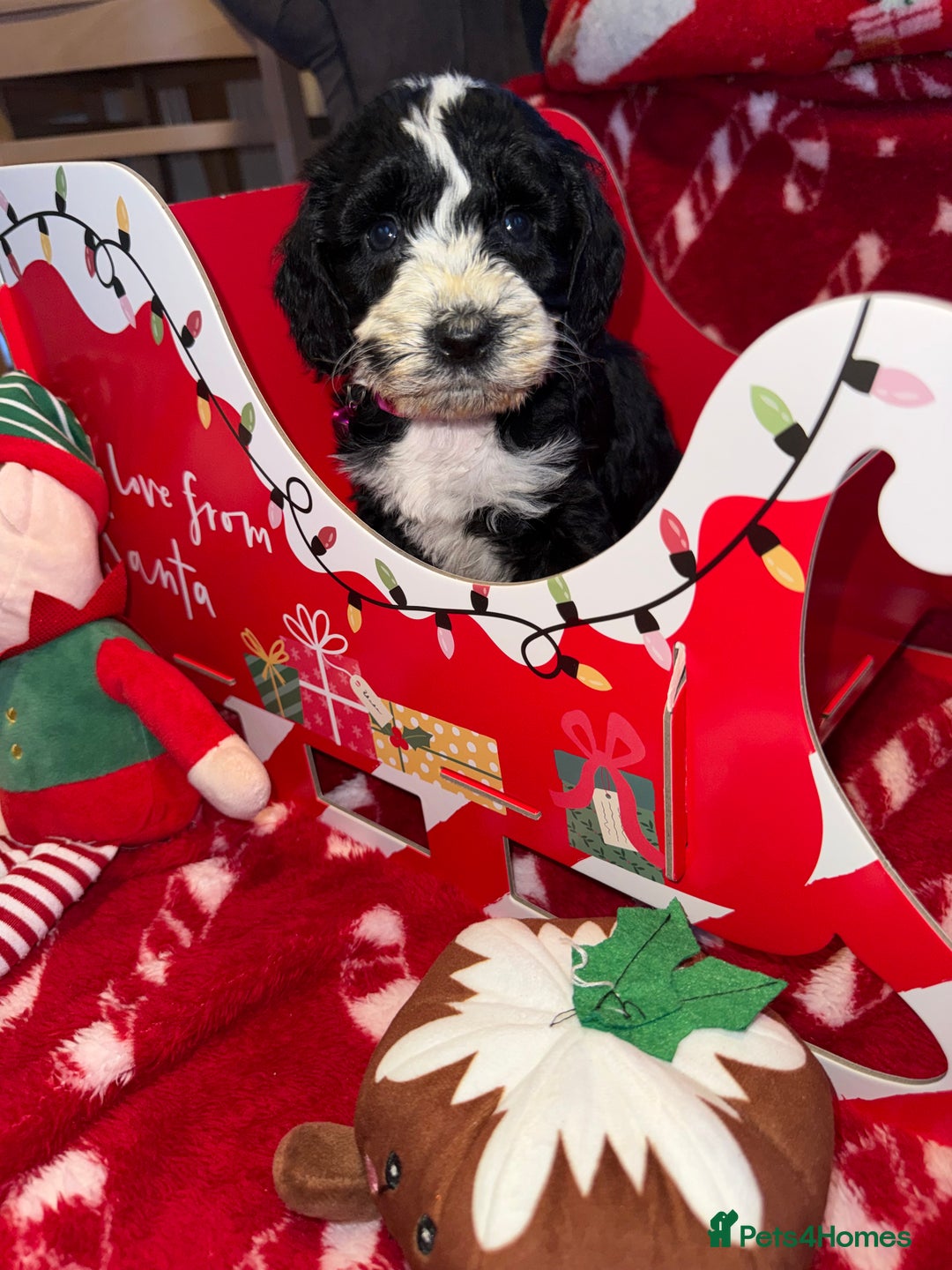 Cockapoo dogs for sale: Miniature f1 Cockapoos puppies - Advert 12