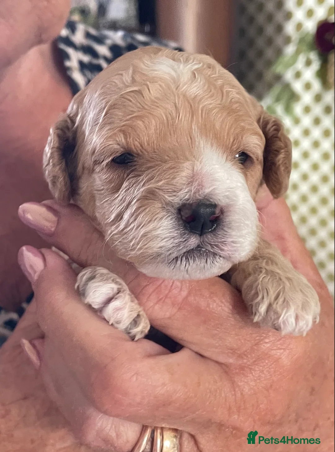 Toy Poodle dogs for stud: Gorgeous Black & White parti toy poodle in Saint Neots - Advert 20