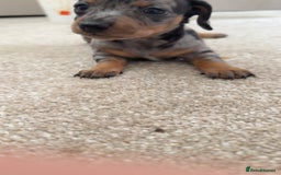Dachshund dogs for sale: We have 6 beautiful dachshund puppy’s  - Image 9