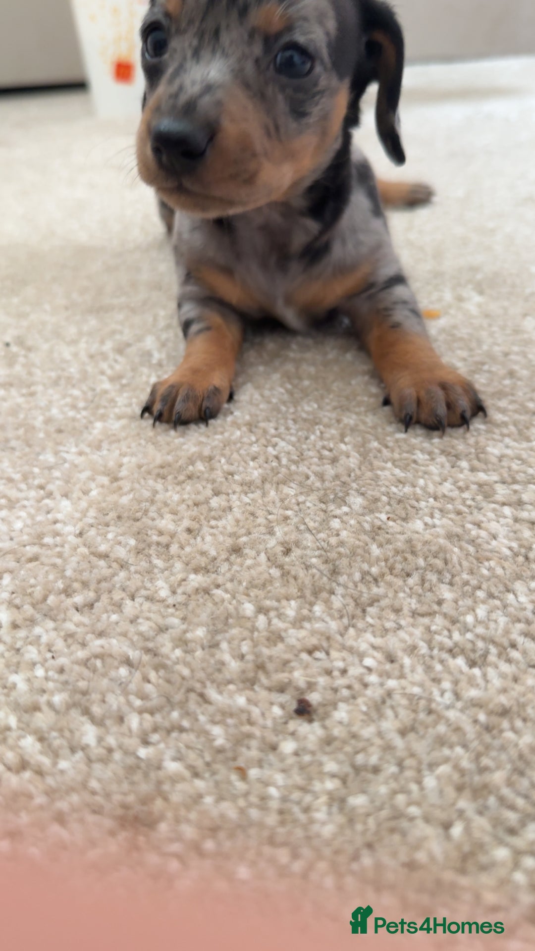 Dachshund dogs for sale: We have 6 beautiful dachshund puppy’s  - Image 9