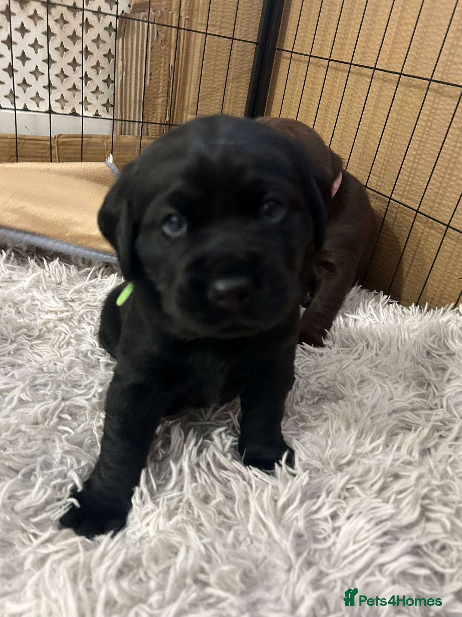 Labrador Retriever dogs Labrador puppies  - Advert 1