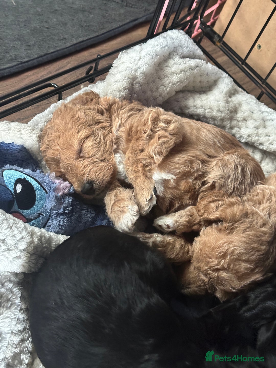Bordoodle dogs for sale: F1B Bordoodle Puppies - Image 10