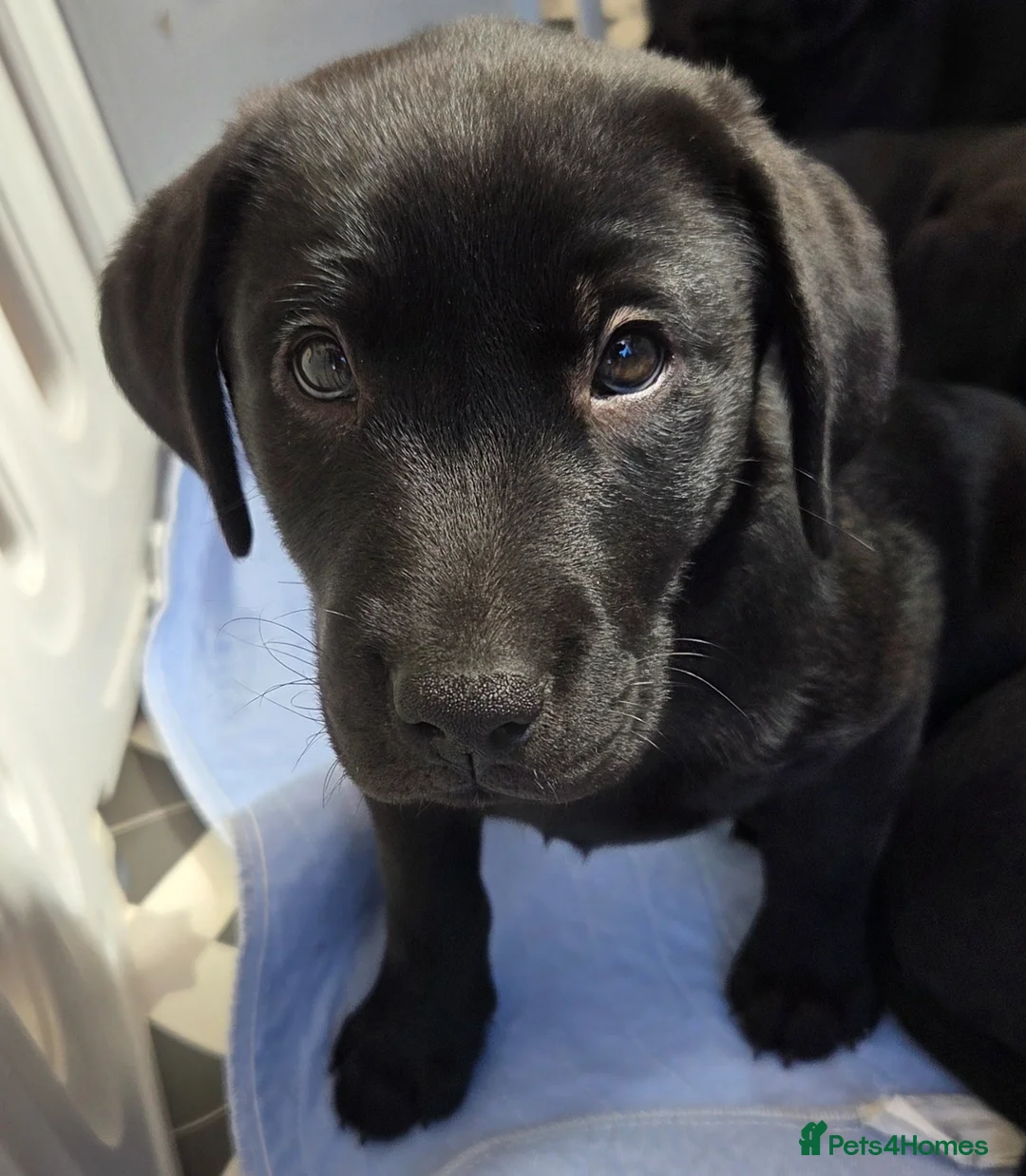 Labrador Retriever dogs for sale: Beautiful labrador boy - Advert 1
