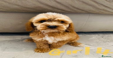 Cockapoo dogs - Advert 9