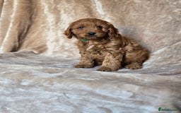 Cavapoo dogs for sale: Gorgeous Fox Red Cavapoo health tested parents  - Image 6