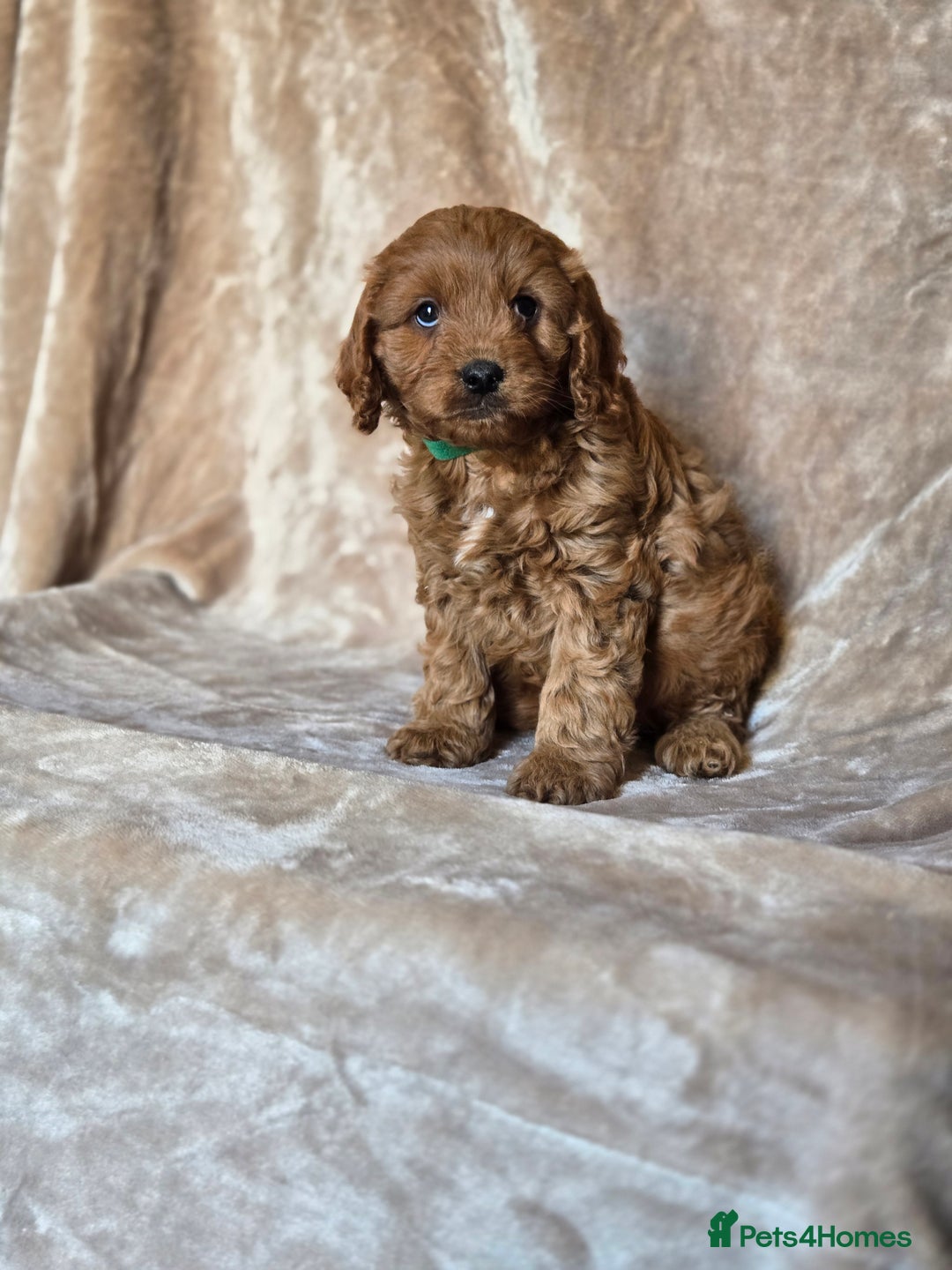 Cavapoo dogs for sale: Gorgeous Fox Red Cavapoo health tested parents  - Image 6