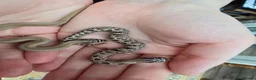 Snake reptiles for sale: Baby Western hognoses CB 26 mixed Morphs & Sex  - Advert 14