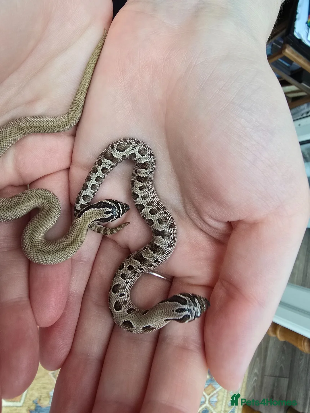Snake reptiles for sale: Baby Western hognoses CB 26 mixed Morphs & Sex  - Advert 14