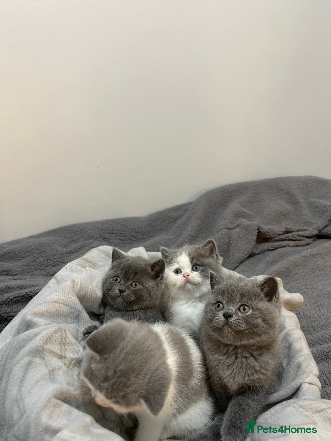 British Shorthair cats for sale: Beautiful British shorthair kittens 🐈  - Advert 6