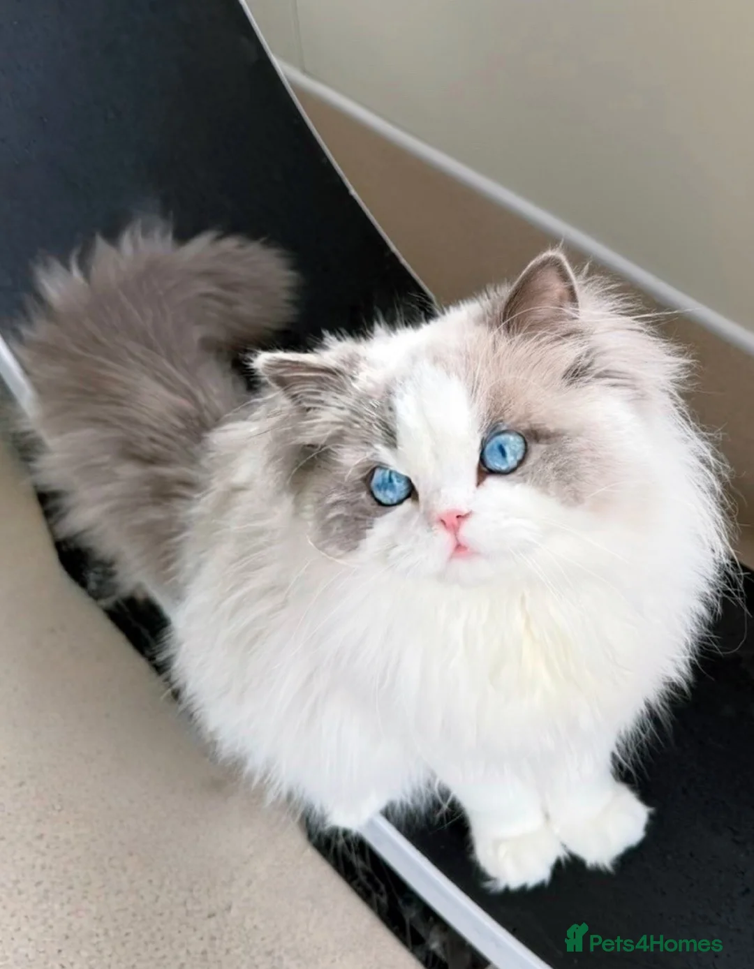 Ragdoll cats for stud: Active GCCF/TICA stunning Ragdoll Stud DNA tested  - Advert 2