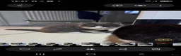 European cats for sale: Beautiful kittens  - Advert 3
