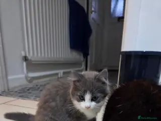 European cats Beautiful kittens - Advert 2