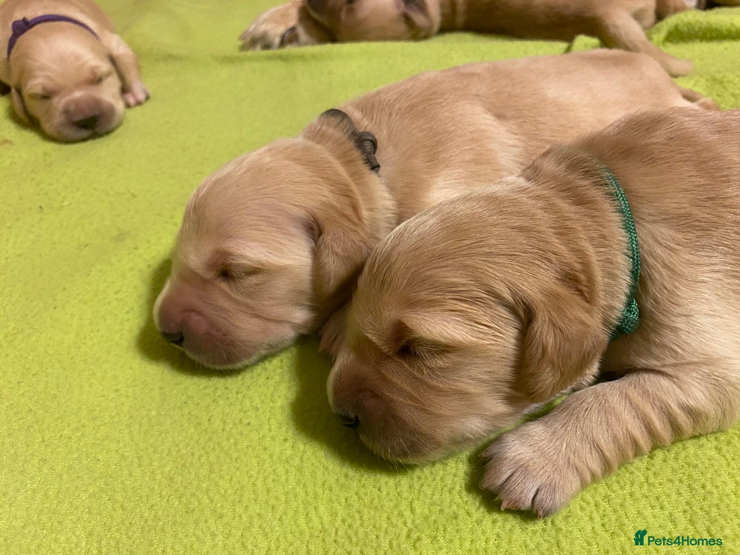 Golden Retriever dogs for sale: 🐾Sweet Golden Retriever Puppies-5 generation KC🐾 - Image 31