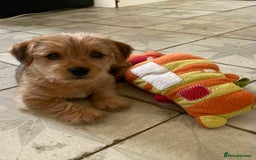 Jack Russell dogs for sale: Jack Russell Puppies  - Image 9
