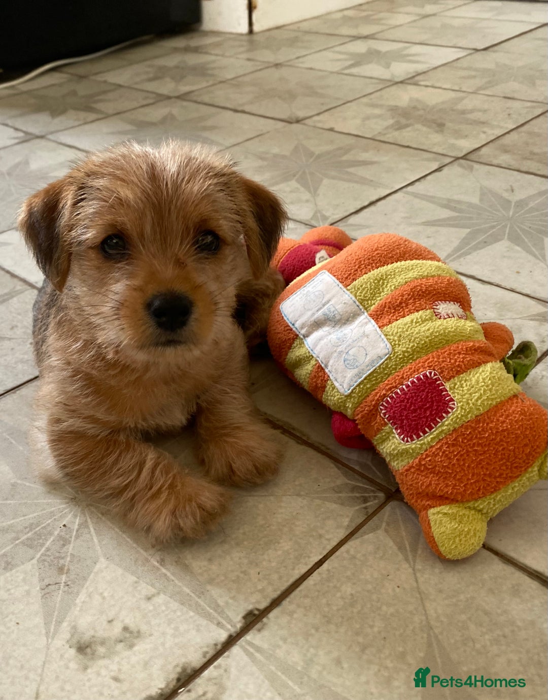 Jack Russell dogs for sale: Jack Russell Puppies  - Image 9