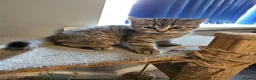 British Shorthair cats for sale: ✨️Reduce price British Shorthair kitten 2 left ✨️ - Advert 4