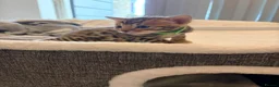 Bengal cats for sale: Four Beautiful Bengal kittens 🐾  - Advert 12