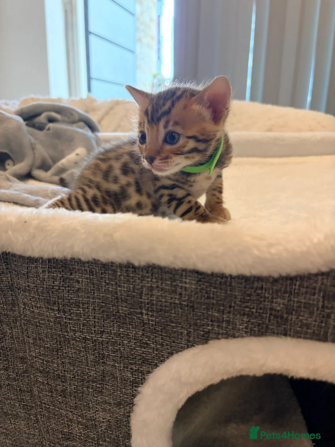 Bengal cats for sale: Four Beautiful Bengal kittens 🐾  - Advert 12