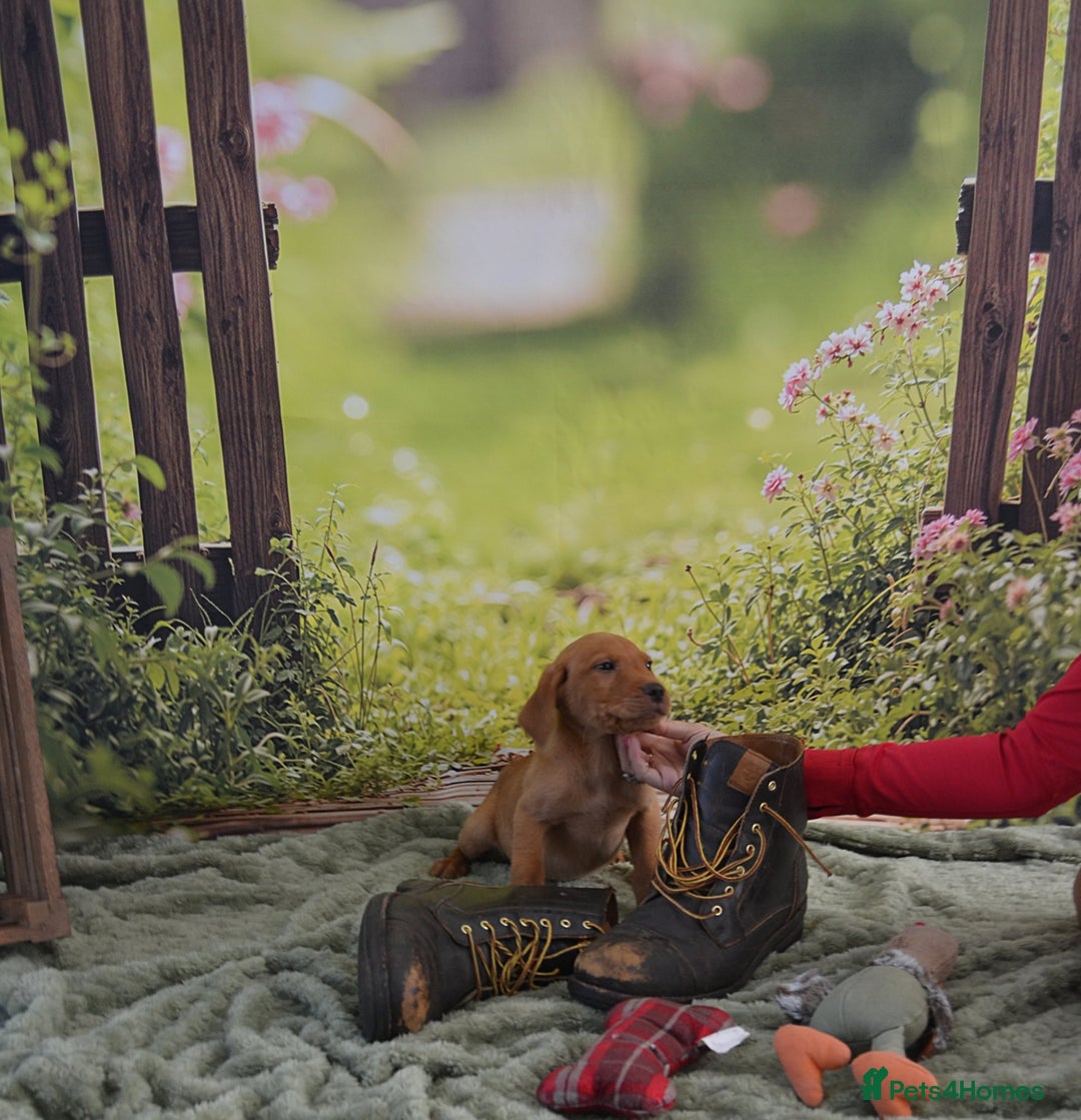 Labrador Retriever dogs for sale: 2 stunning KC Labrador boys left  - Image 6