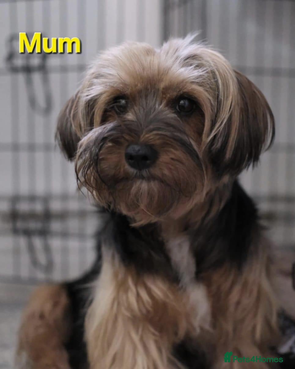 Mixed Breed dogs Ready now Yorkshire/Biewier terriers puppy's  - Advert 5
