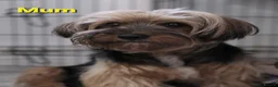 Mixed Breed dogs for sale: Ready now Yorkshire/Biewier terriers puppy's  - Advert 1