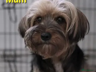 Mixed Breed dogs Ready now Yorkshire/Biewier terriers puppy's - Advert 1