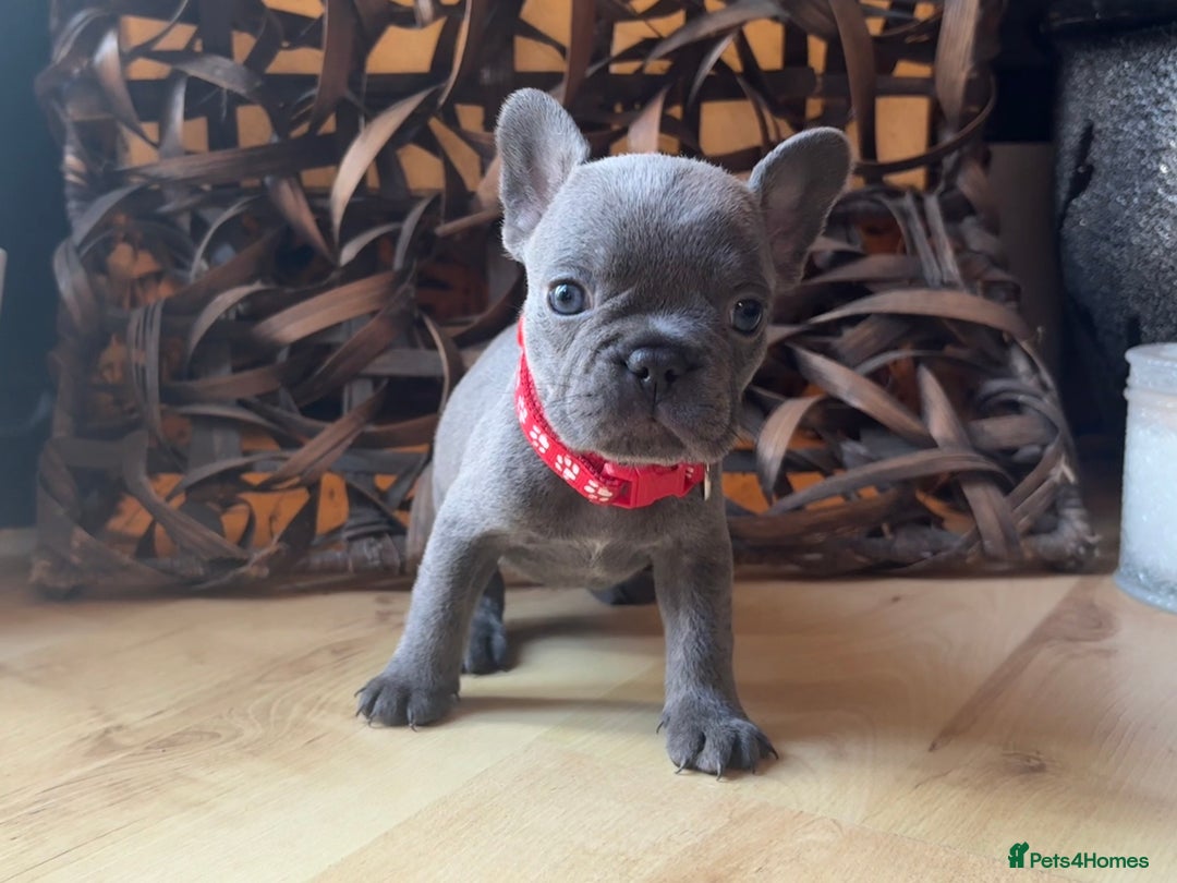 French Bulldog dogs for sale: READY NOW Pedigree New shade Isabella’s and Lilacs - Advert 1