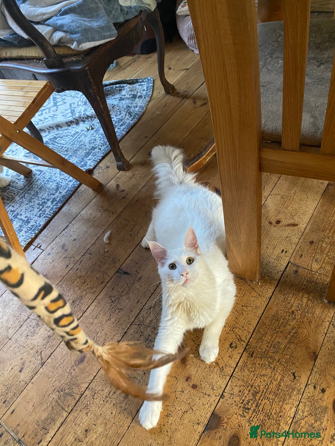 Maine Coon cats for sale: White Maine Coon boy  - Image 5