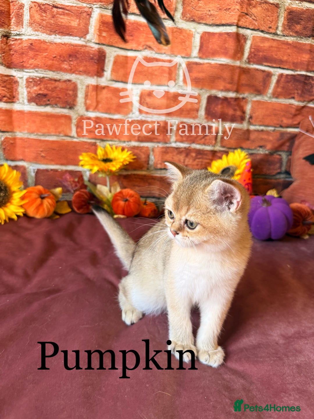 British Shorthair cats for sale: Superb pedigree show quality kittens - Image 15