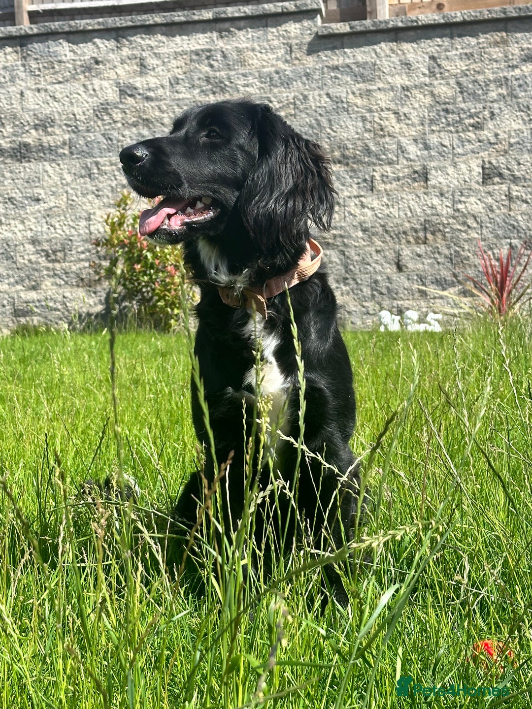 Mixed Breed dogs for sale: Sprocker spaniel cross female - Advert 3