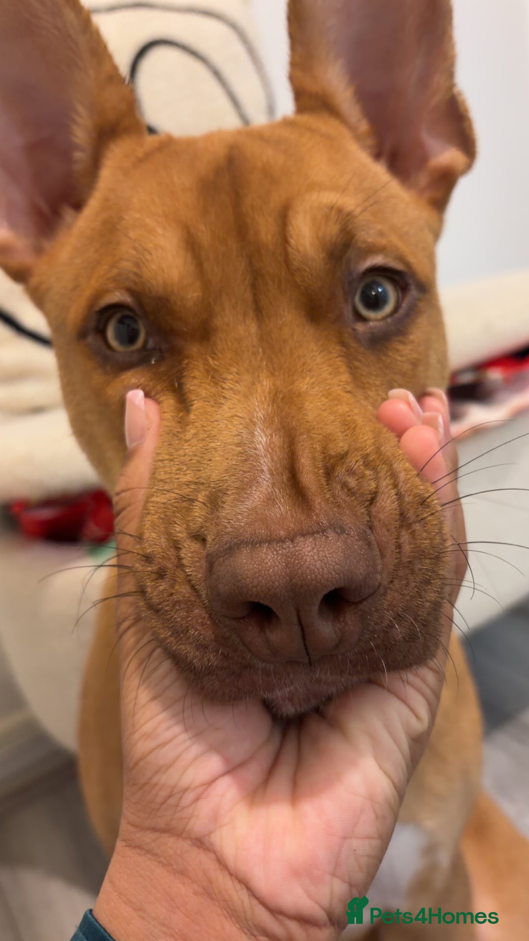 Mixed Breed dogs for sale: Skyla - Advert 6