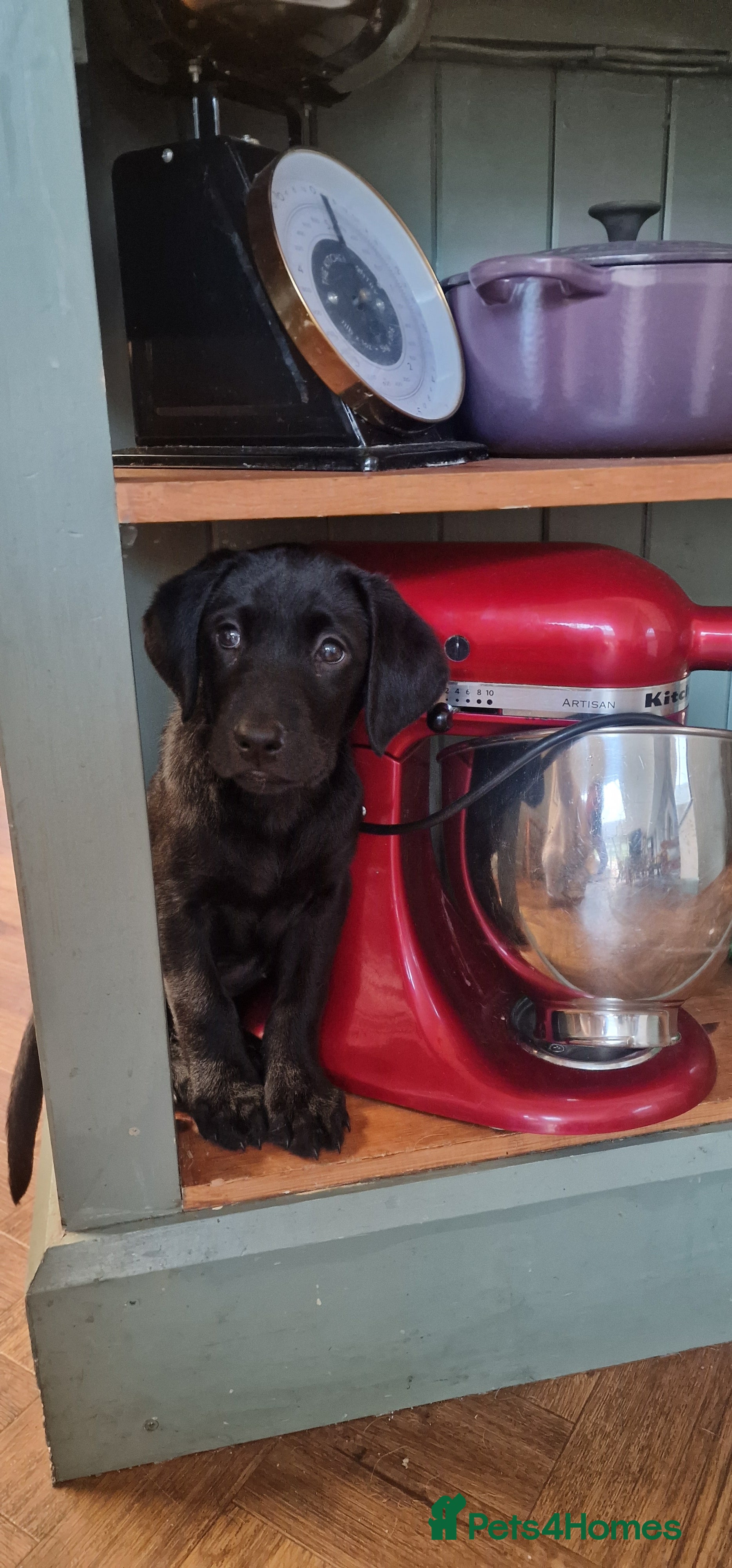 Labrador Retriever dogs for sale: Black Labrador Puppies, Kennel Club Registered - Advert 2