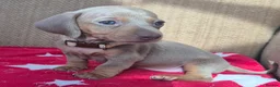 Miniature Dachshund dogs for sale: *£650* Miniature Dachshund Ready to go last male - Advert 16