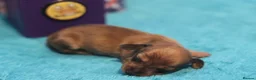 Miniature Dachshund dogs for sale: 4 Miniature Dachshund Pups Red Dapple - Shaded Red - Advert 14