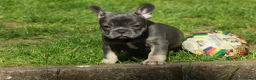 French Bulldog dogs for sale: Probably the best litter of Frenchies in the UK - Advert 17