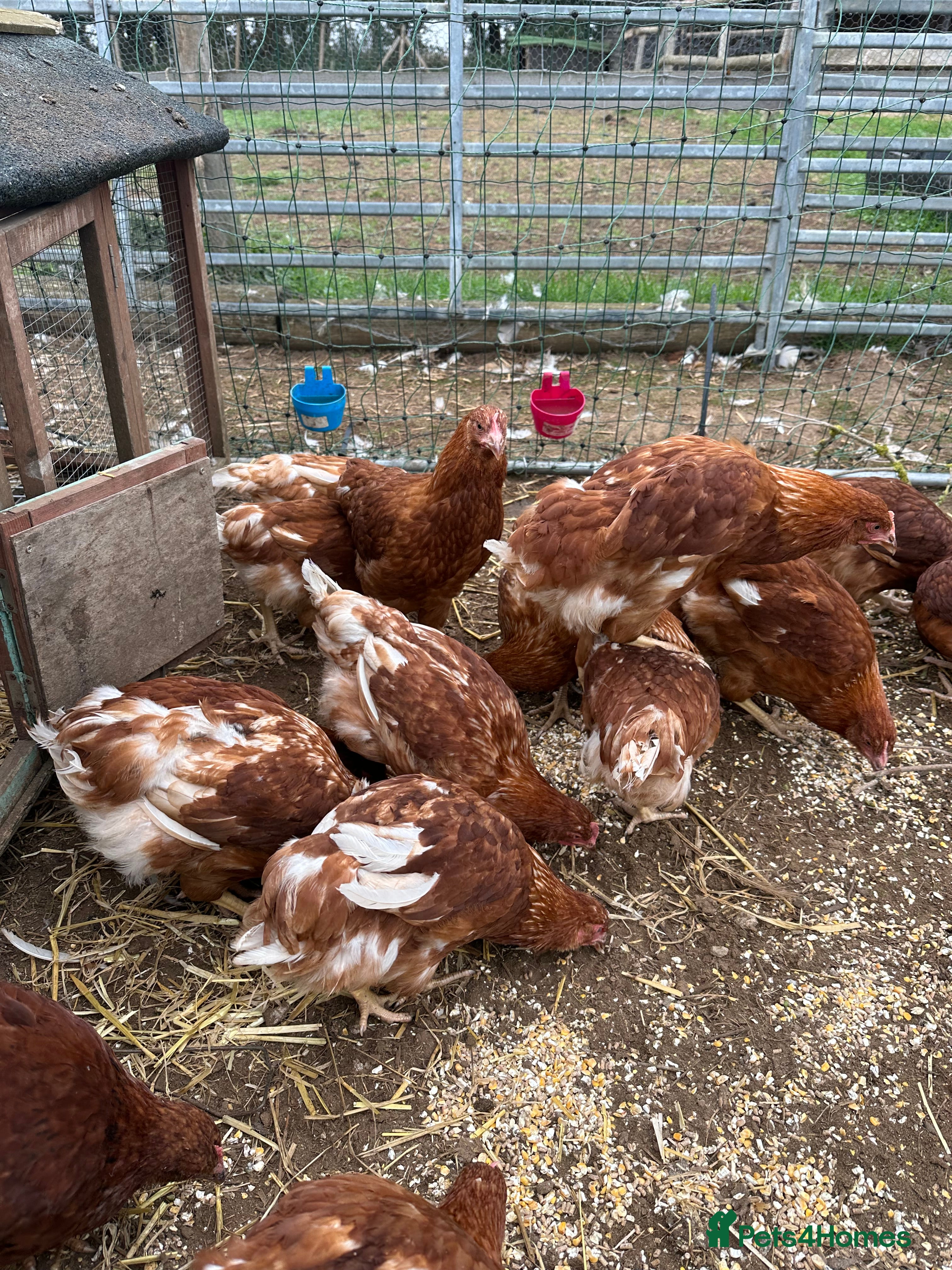 Chickens poultry Road island reds, buffs & hybrids 18 weeks old  - Advert 10