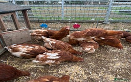 Chickens poultry for sale: Road island reds, buffs & hybrids 18 weeks old  - Image 1